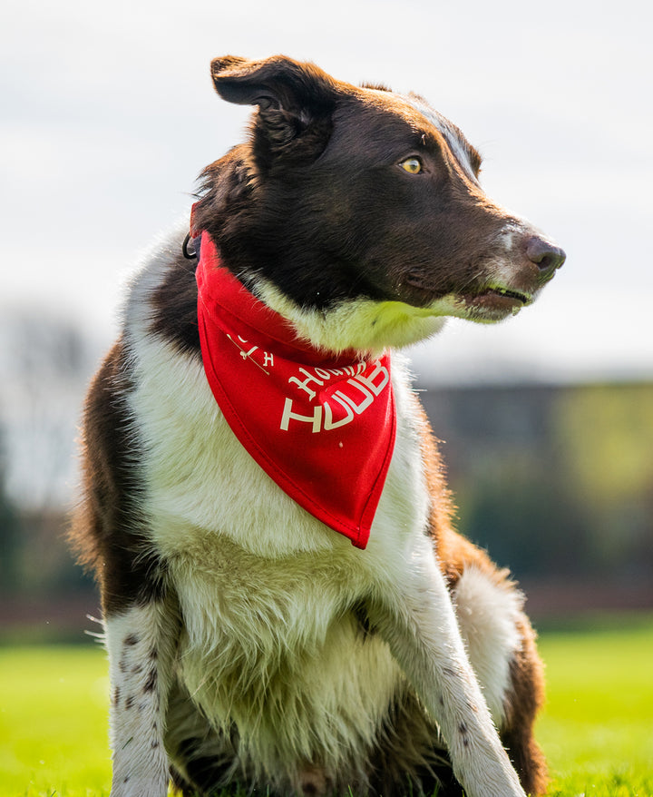 Haustier-Bandana - Hunde von HUUB