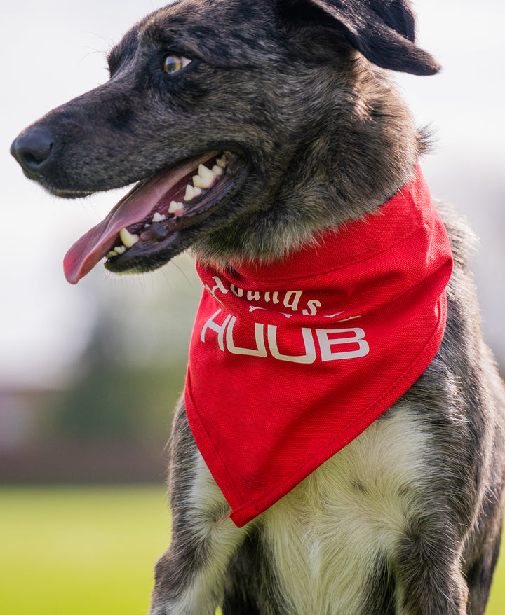 Haustier-Bandana - Hunde von HUUB