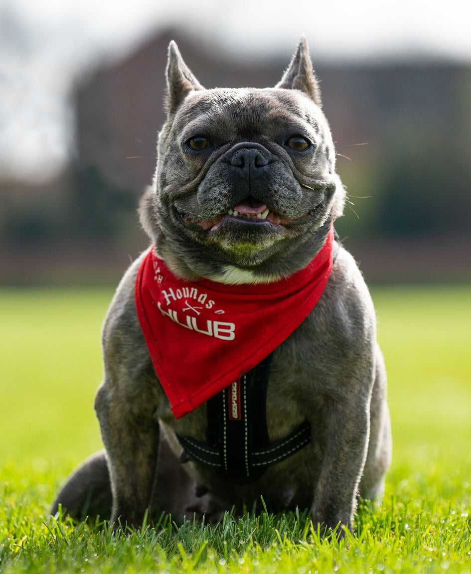 Haustier-Bandana - Hunde von HUUB