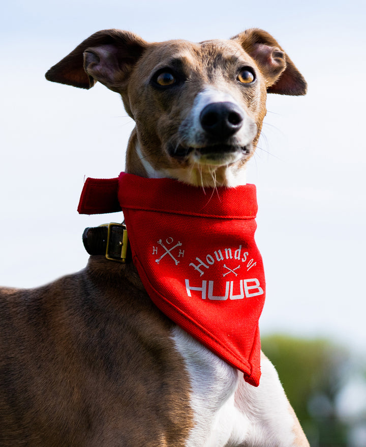 Haustier-Bandana - Hunde von HUUB