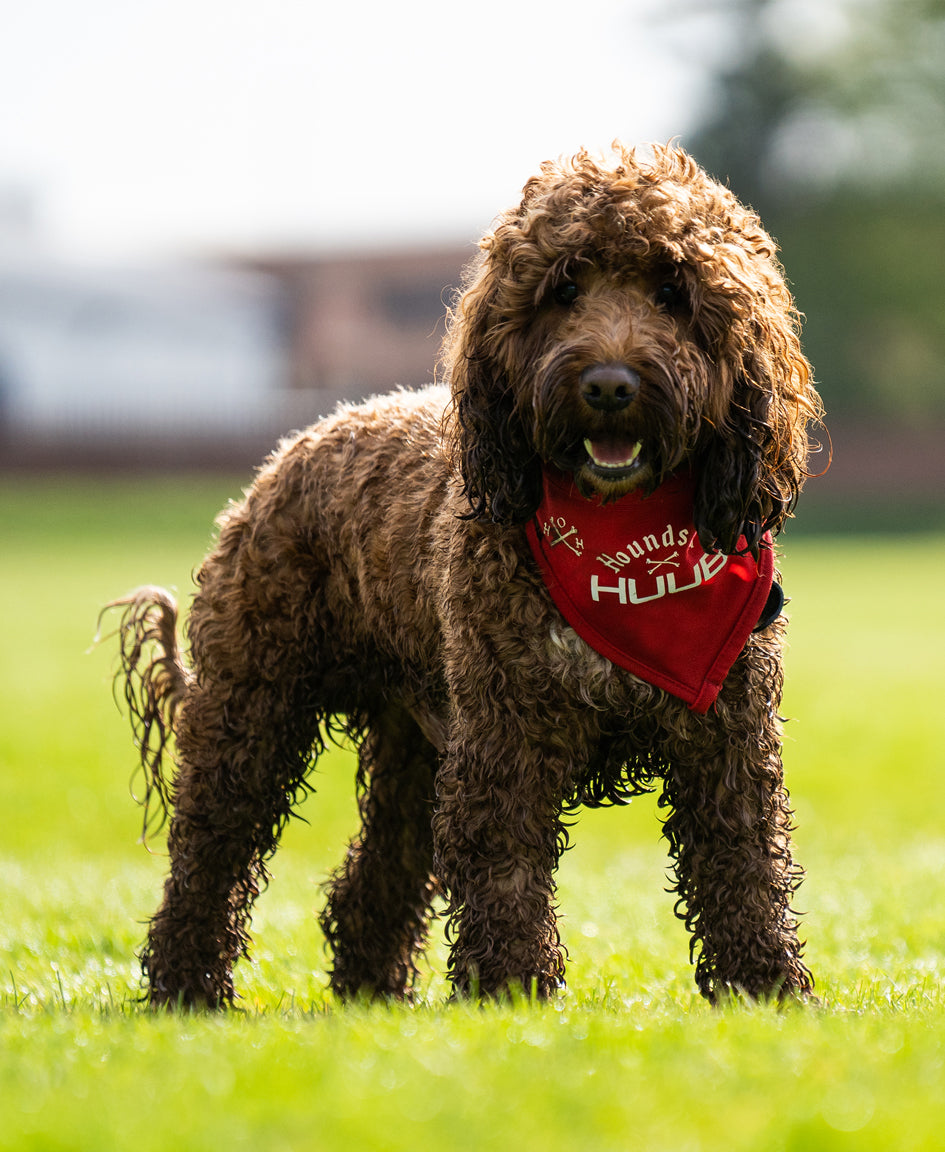 Haustier-Bandana - Hunde von HUUB