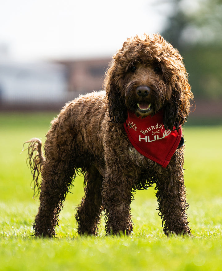 Haustier-Bandana - Hunde von HUUB